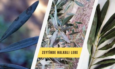 Zeytinliklerde “Halkalı Leke” Tehlikesi: Üreticiye Acil İlaçlama Uyarısı