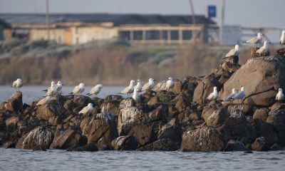 Türkiye’nin En Büyük Ada Martısı Kolonisi Gökçeada'da