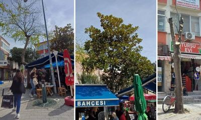 Kemalpaşa Mahallesinde ağaçlar budandı, vatandaştan tepki geldi