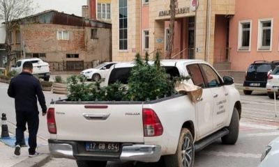 Çan'da evinde kenevir yetiştiren şahıs gözaltına alındı