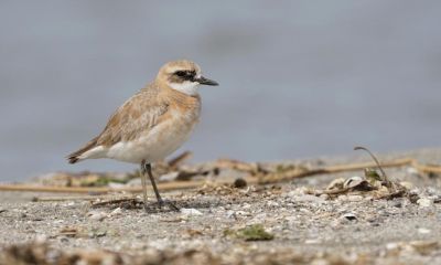 Çanakkale için yeni kuş türü: Büyük Cılıbıt   
