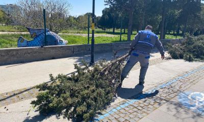 Yeni Kordon’da yoğun mesai: Budama çalışmaları hızlandı