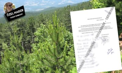 Yenice Davutköy’de Ağaç Kesimi Tartışması