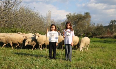 Boğazın Minik Çobanları Lapseki'de yarışacak