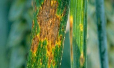 Müdürlükten “Septorya” uyarısı: Arazilerinizi kontrol edin!