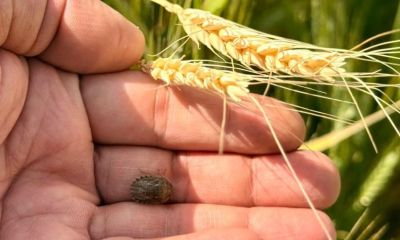 Çanakkale’de çiftçiye süne uyarısı