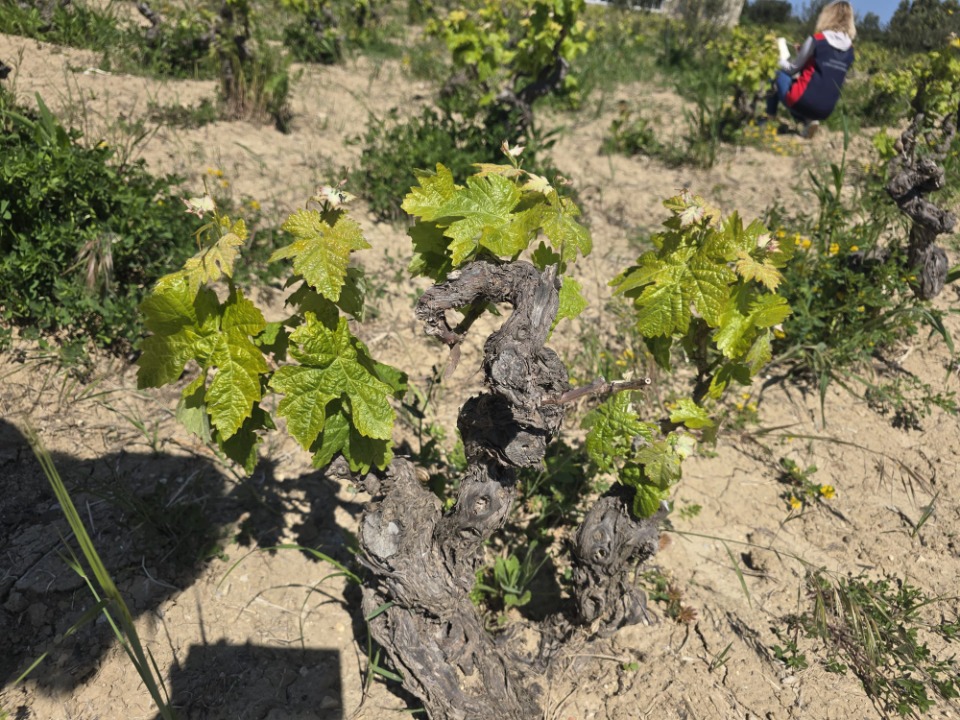 121814_wuciwug_3b63f535_canakkale-de-ba.jpeg