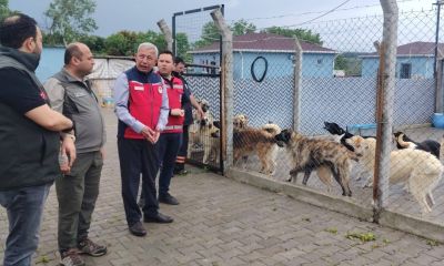 Çanakkale’de sokak hayvanları rehabilitasyon merkezlerine sıkı denetim!