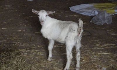Ayvacık'ta 3 bacaklı oğlak görenleri şaşırtıyor