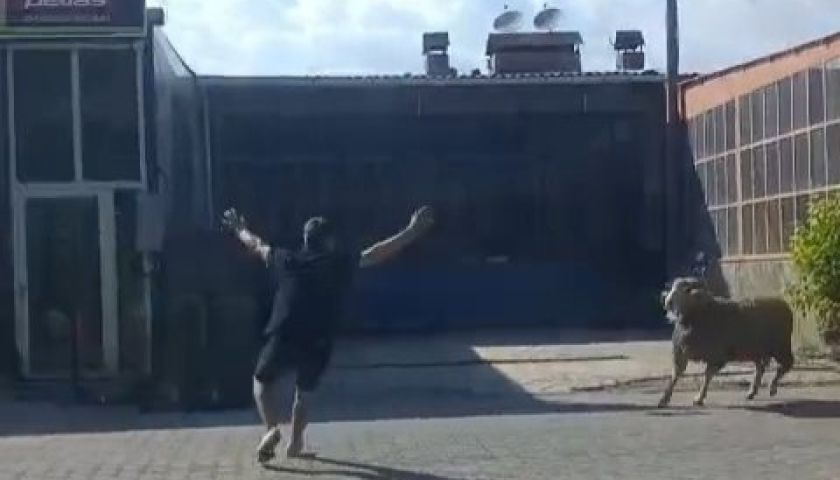 Gelibolu'da kaçan kurbanlık koçu esnaf yakaladı