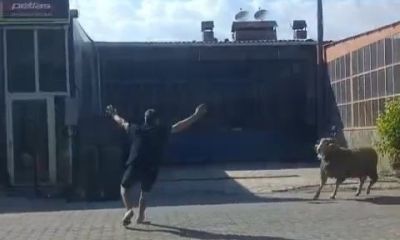 Gelibolu'da kaçan kurbanlık koçu esnaf yakaladı