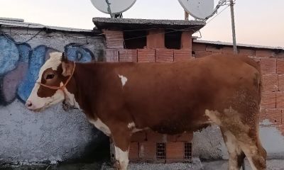 Kesmek için büyükbaş hayvanı 6'ıncı kata çıkardı