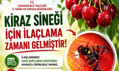 İl Tarım ve Orman Müdürlüğü'nden üreticiye acil uyarı; Kiraz sineğine karşı harekete geçin