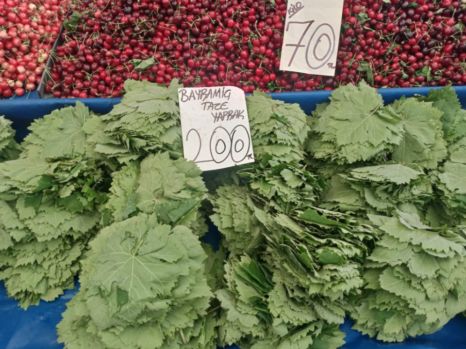 122541_wuciwug_4e7289a6_sali-pazari-nin.jpeg