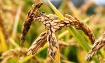 Ruhsat almayan bu mahsulün ekimini yapamayacak