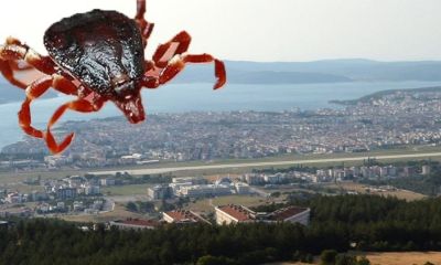 Çanakkale Kene Risk Haritasında Nerede? Uzmanlar Uyarıyor: Yaz Aylarında Dikkat Şart