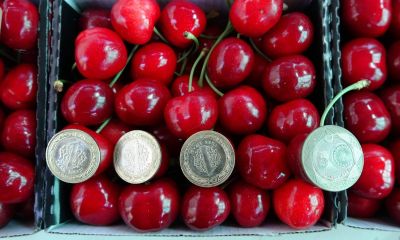 Aromasını Toprağından Alıyor: Lapseki'nin ‘Ziraat 900’ Cinsi Kirazında Hasat Zamanı