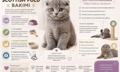 Scottish Fold Özellikleri ve Bakım Süreçleri
