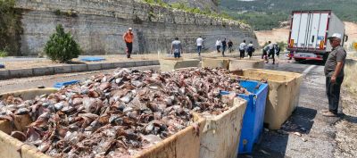 Seyir halindeki tırın dorsesi patladı, 15 ton balık atığı yola saçıldı
