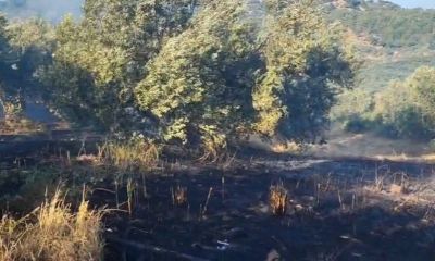 Ayvacık'ta zeytinlik alanda çıkan yangın kontrol altına alındı