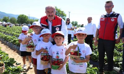 Kazdağları’nın eteğinde bereketli açılış: Yenice’de Çilek Hasat Şenliği coşkusu!