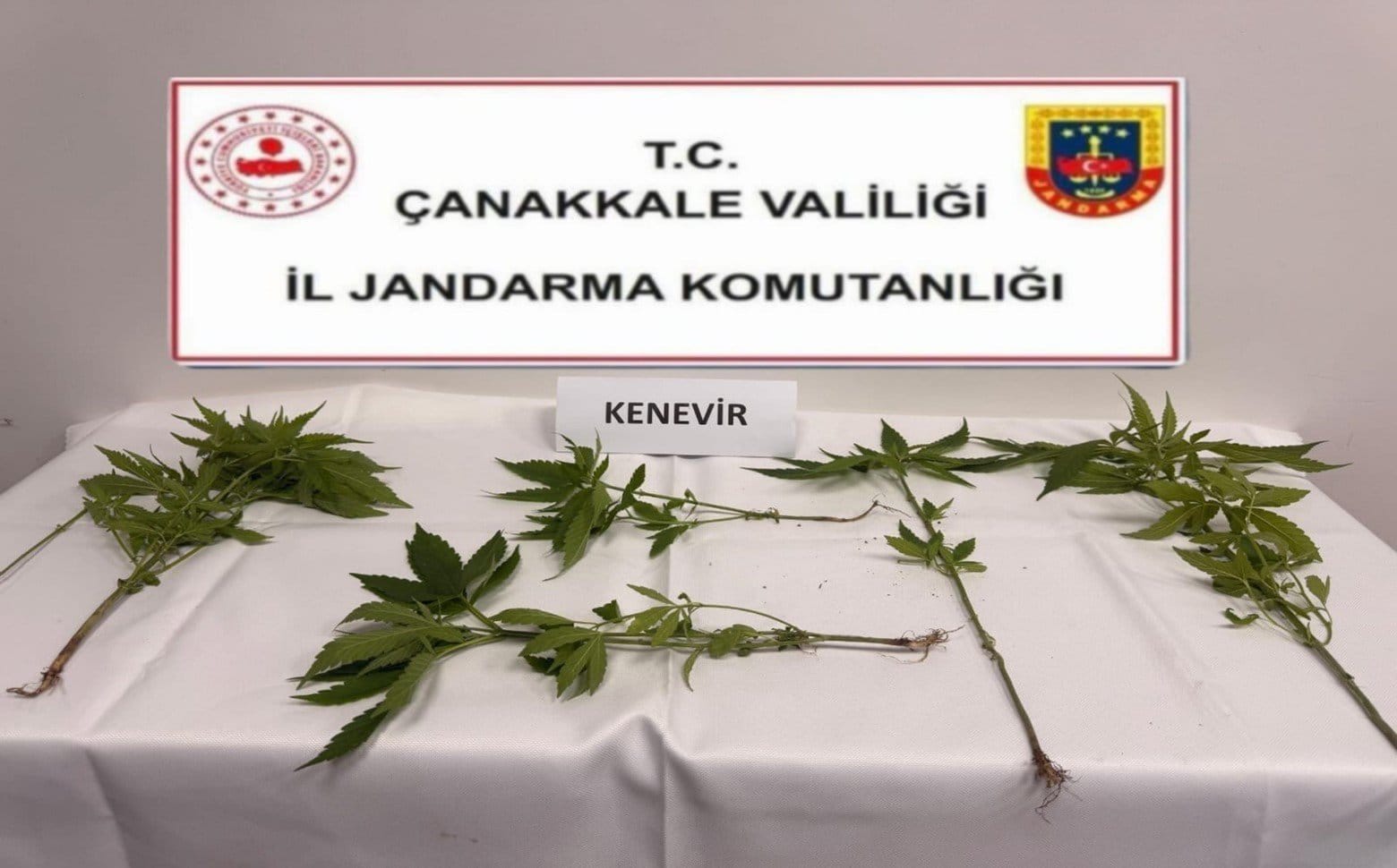 123670_wuciwug_ad7f89fa_canakkale-janda.jpeg