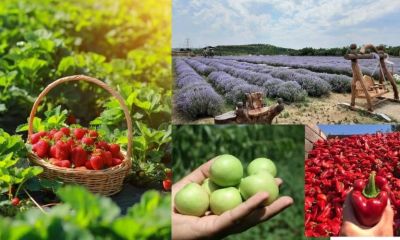 Çanakkale üretiyor, Türkiye büyüyor