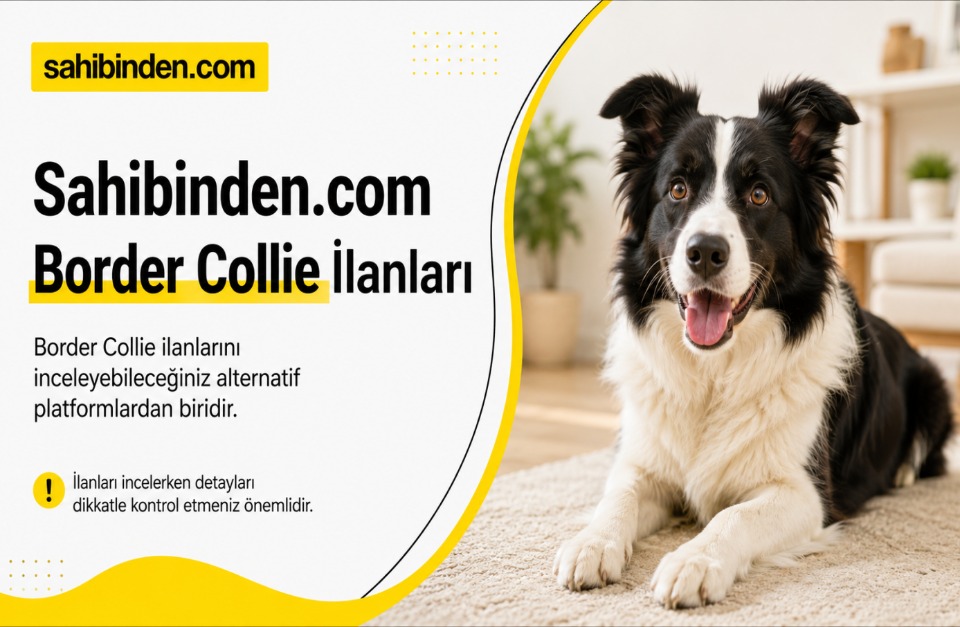 123983_wuciwug_4dabff91_border-collie-i.jpeg