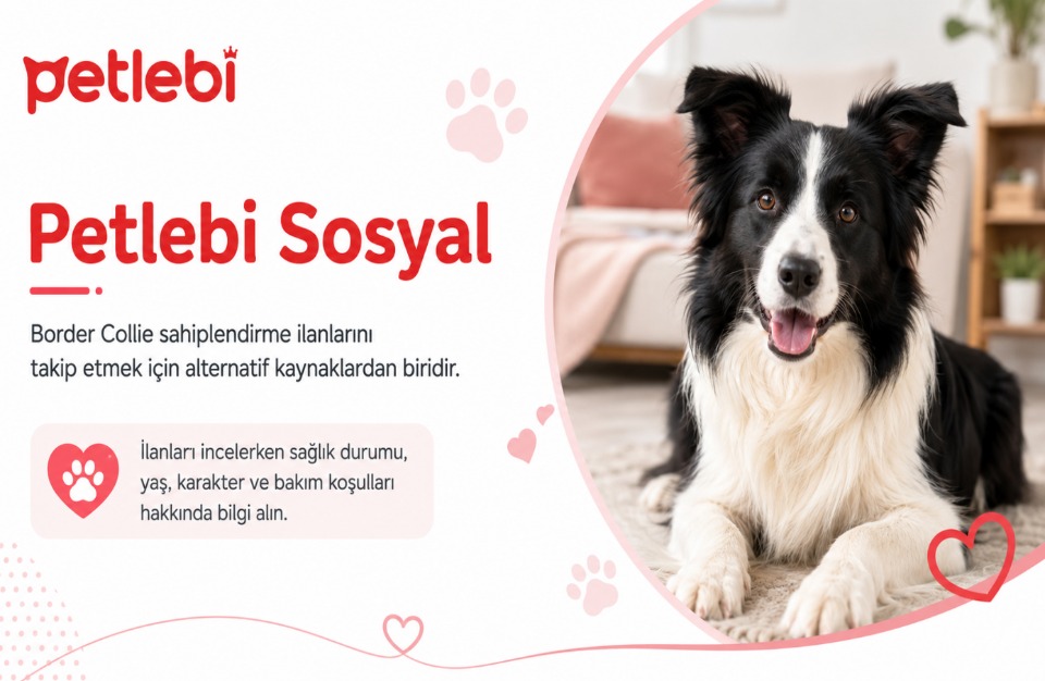 123983_wuciwug_56392aa9_border-collie-i.jpeg