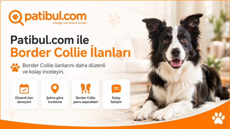 123983_wuciwug_85793514_border-collie-i.jpeg