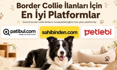 Border Collie İlanları için  En İyi Platformlar