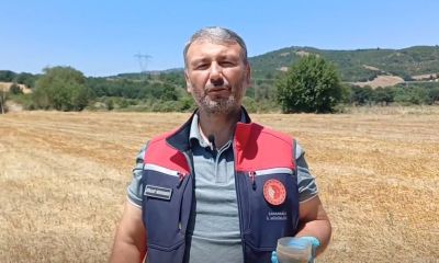 Üreticiler dikkat! Tarla fareleri ekili alanları tehdit ediyor