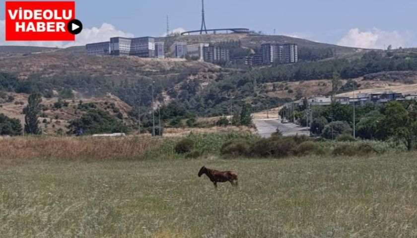 Çanakkale'de güneş altında kalan at için vatandaşlar endişeli