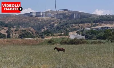 Çanakkale'de güneş altında kalan at için vatandaşlar endişeli