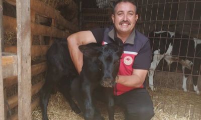 Hayvancılık desteklemelerinde kritik süreç: Askı listeleri için son gün uyarısı yapıldı
