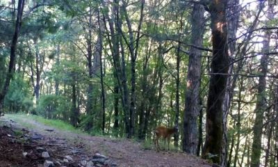 Kazdağları Milli Parkı'nda, Karaca fotokapana yakalandı 