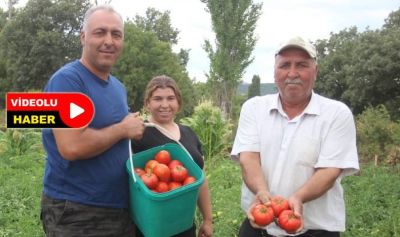 Kiralık topraklarda en iyi domatesi yetiştiriyorlar