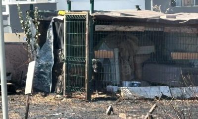 Çanakkale'de yol kenarında çıkan yangında köpek mahsur kaldı   