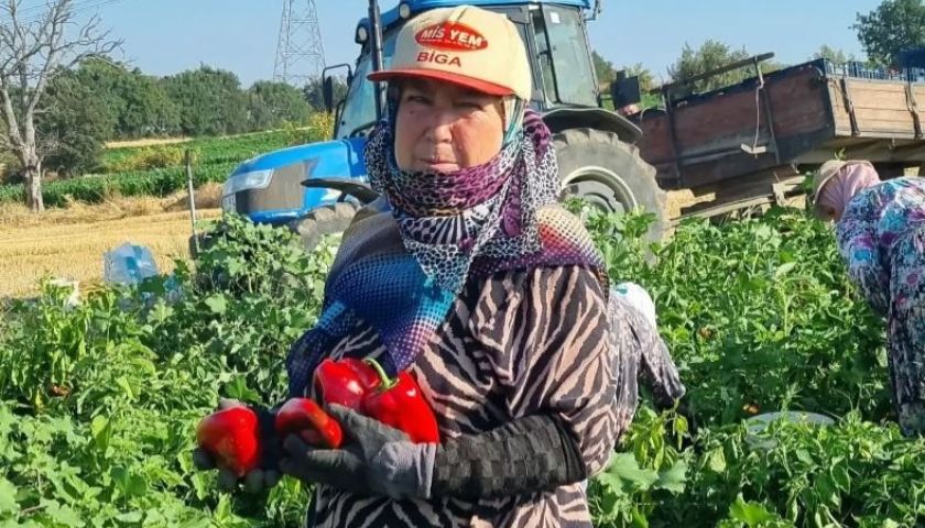 Hacıpehlivan’da kapya biber bereketi: Bir tanesi tam 610 gram!