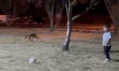 Çanakkale’de minik çocuğun topunu tilki böyle çaldı   