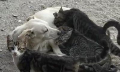 Köpek yavru kedilere annelik yapıyor  
