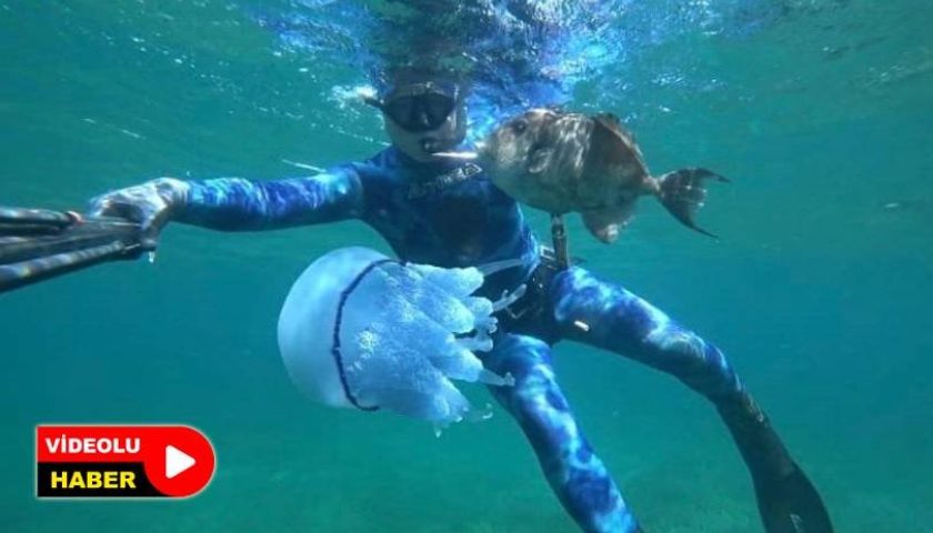  Çanakkale Boğazı'nda mavi denizanası istilası