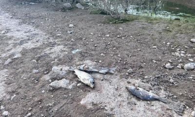Ayvacık Barajı'nda toplu balık ölümleri   