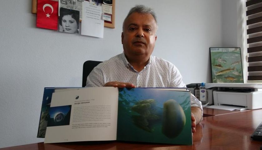 Çanakkale'de mavi denizanaları için önemli uyarı