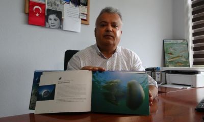 Çanakkale'de mavi denizanaları için önemli uyarı