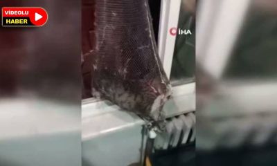 Apartman boşluğuna düşen yavru kedi böyle kurtarıldı