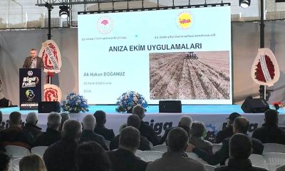 Biga Fuarı’nda üreticilere anıza ekim eğitimi