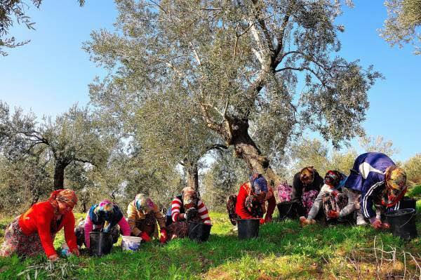 126675_wuciwug_5e8be6ec_zeytin-hasadind.jpeg