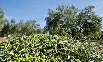 ÇOMÜ’de “Kökten Gelen Zeytin Çalıştayı” düzenlenecek
