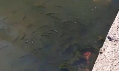 Sarıçay’da Balık Bolluğu: “Bir de Temiz Olsa Neler Olur?”